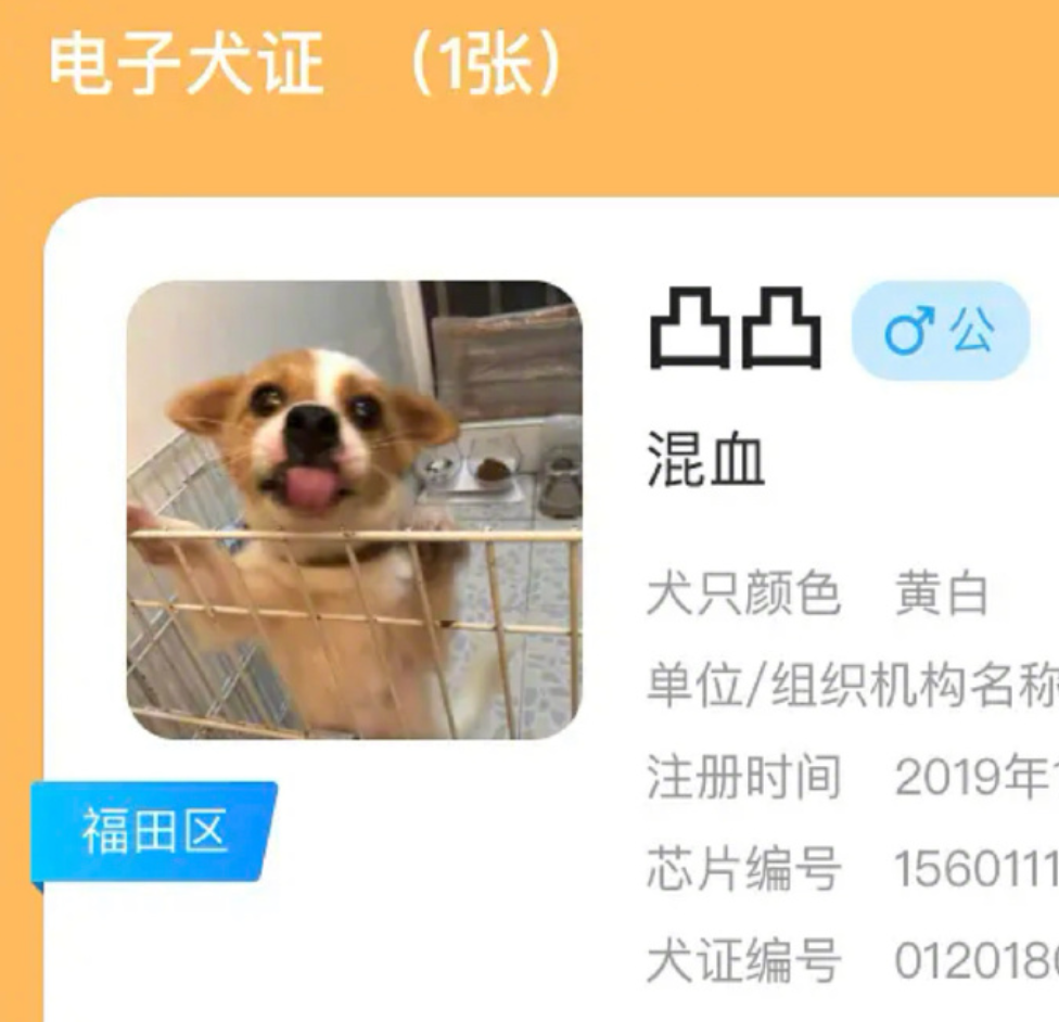 狗狗的证件照能有多正经 网友 我家狗好像我的上司 柠檬资讯