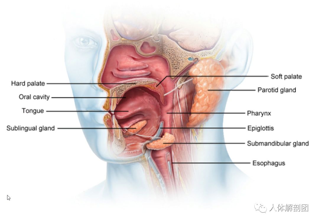 唾液腺 人体解剖团 微信公众号文章阅读 Wemp