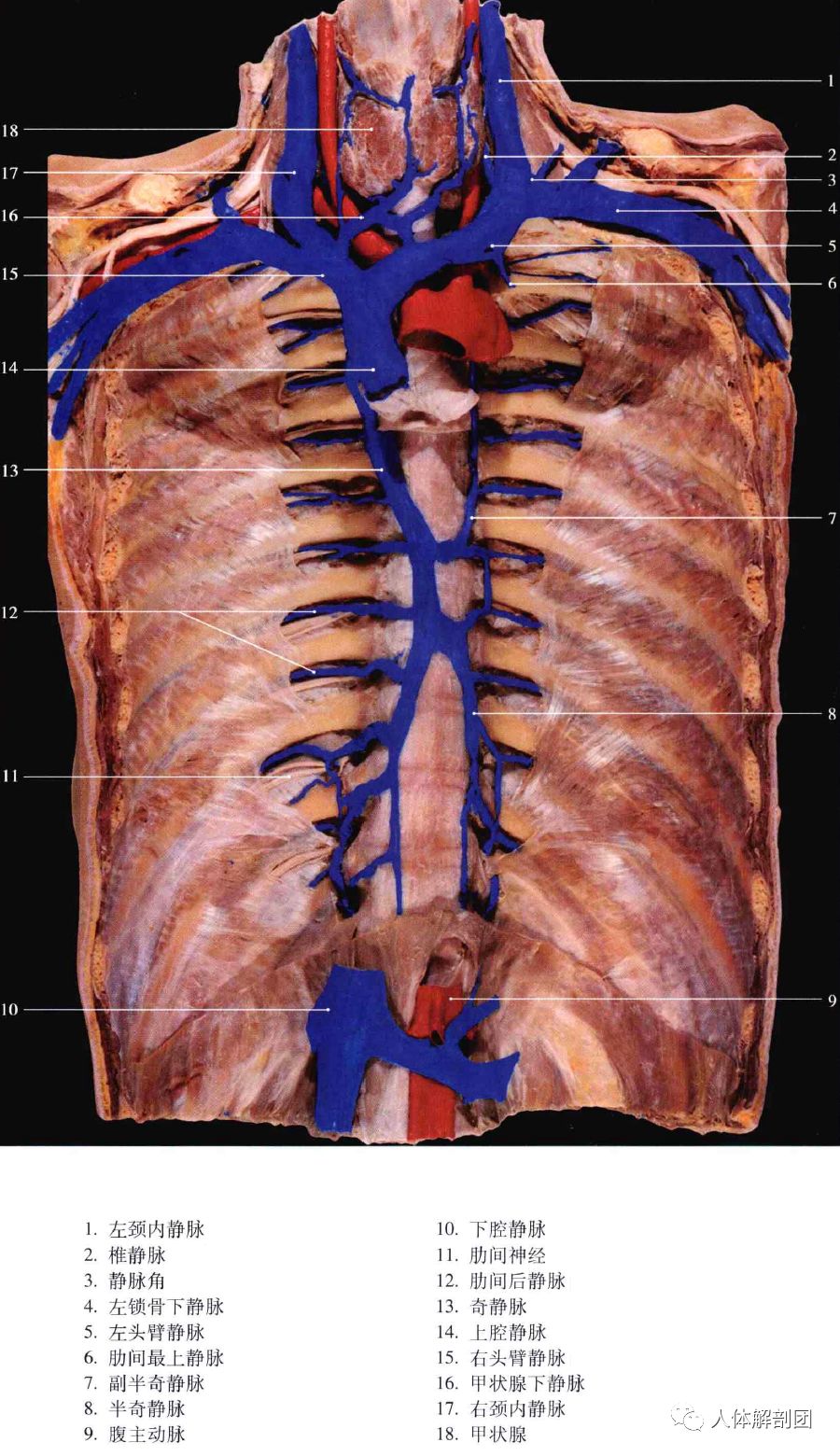 胸里是藏不住水的 胸部静脉 人体解剖团 微信公众号文章阅读 Wemp