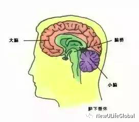 新生命SOMADERM | 八个“为什么”带您了解什么是荷尔