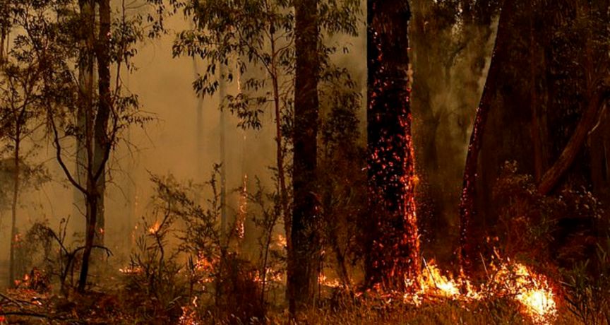 山林大火冲击澳大利亚葡萄酒行业，长期影响尚待评估