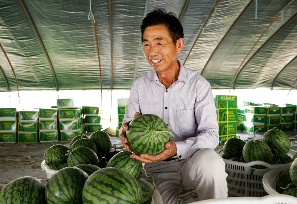 南京瓜农于行阳在瓜棚里向顾客们介绍着横溪西瓜。