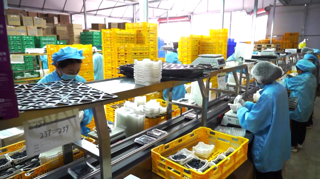 日用工近 1500 人 宾川蓝莓基地带动就业促农增收[00-07-41][20260413-172948951].jpg