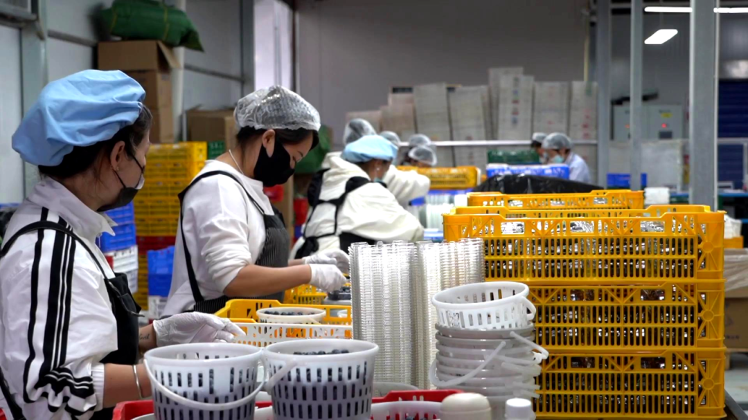 日用工近 1500 人 宾川蓝莓基地带动就业促农增收[00-06-52][20260413-17284490].jpg