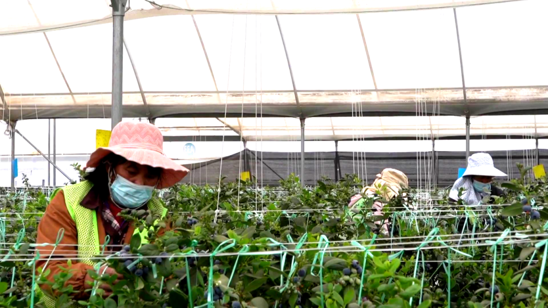 日用工近 1500 人 宾川蓝莓基地带动就业促农增收[00-02-13][20260413-172414679].jpg