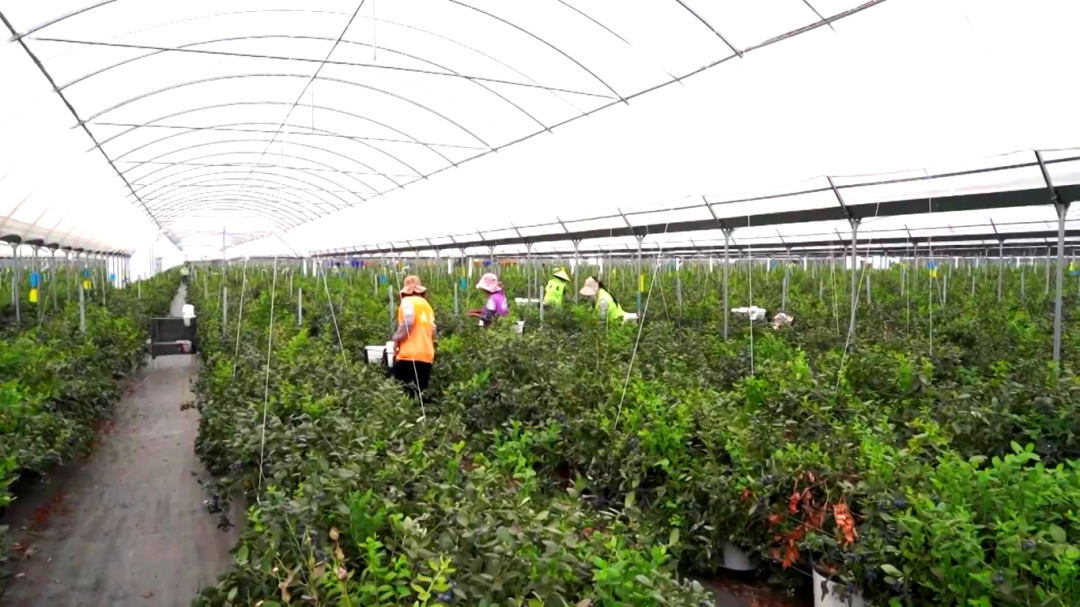 日用工近 1500 人 宾川蓝莓基地带动就业促农增收[00-00-27][20260413-172118874].jpg