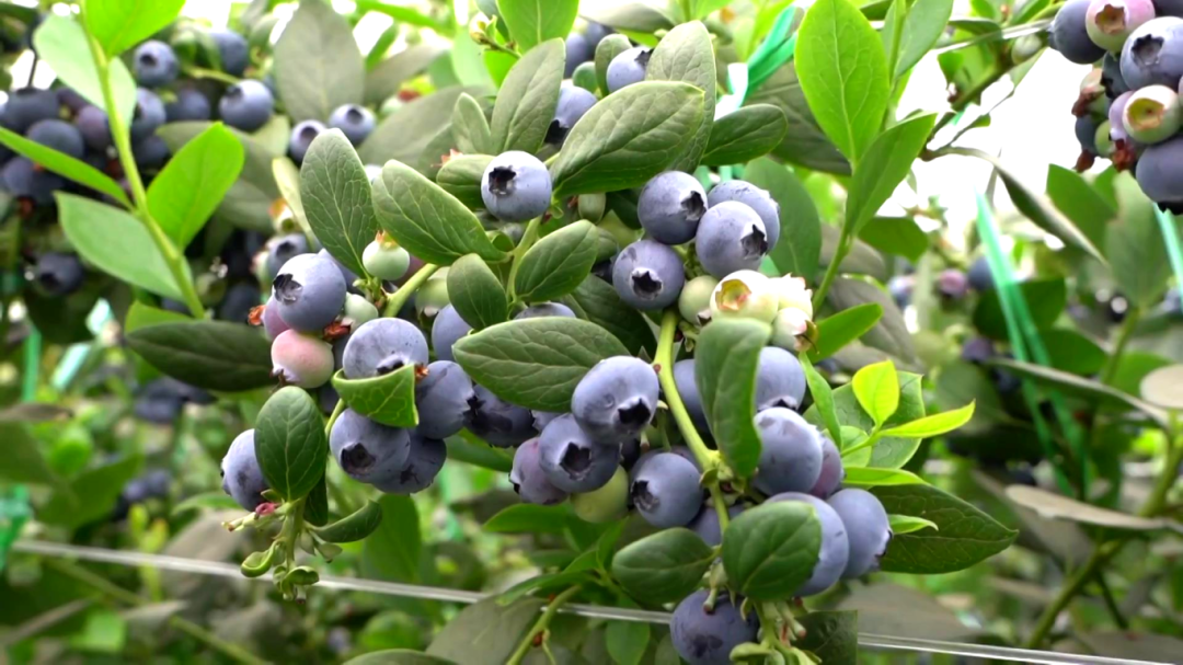 日用工近 1500 人 宾川蓝莓基地带动就业促农增收[00-01-12][20260413-172222771].jpg