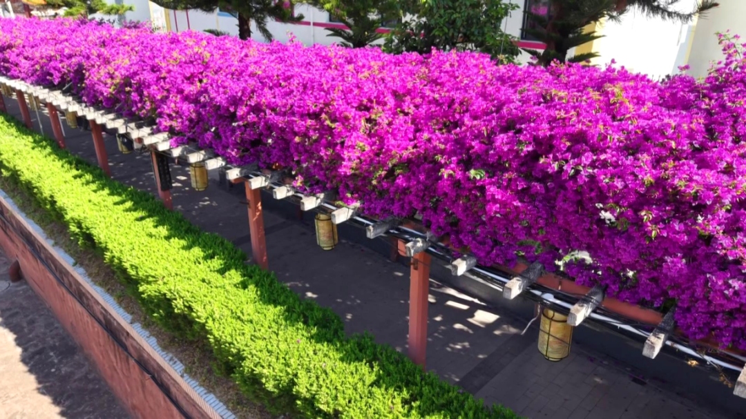 云龙县城三角梅盛放绘就浪漫初夏画卷[00-01-57][20260519-095048172].jpg