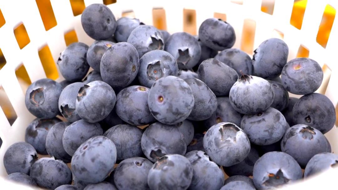 日用工近 1500 人 宾川蓝莓基地带动就业促农增收[00-00-58][20260413-172159620].jpg