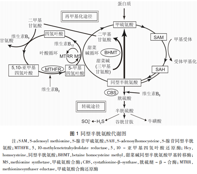 同型半氨酸怎么化验产科医生为什么喜欢查血清同型半胱氨酸？_https://www.jmylbn.com_新闻资讯_第4张