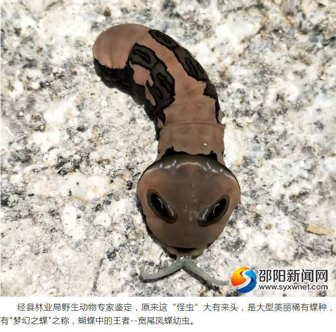 重大发现 利川甘溪山发现 怪虫 一查身份不得了 全网搜