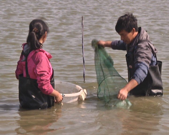 致富经养殖虾_致富经养虾_致富经淡水虾养殖视频