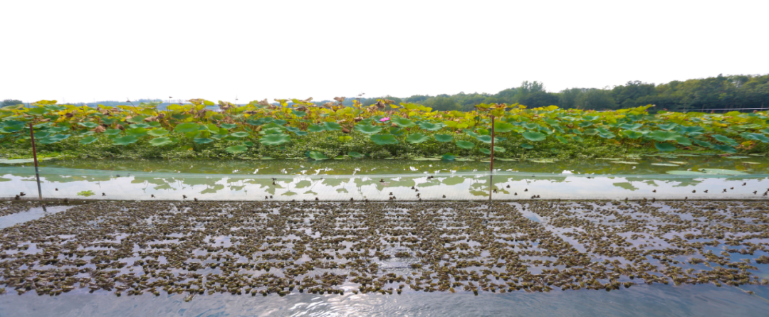 省级乡村振兴典型案例洋县龙亭村田园经济书写富民强村好文章