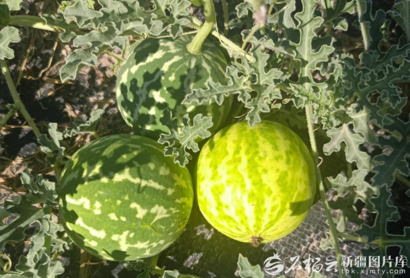 新疆首批特色药材名单公布！