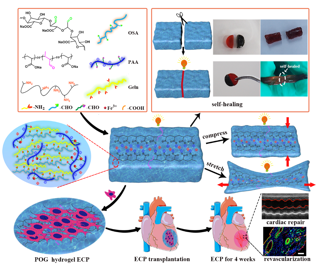 南方医科大学邱小忠教授团队：一种具有微观均质导电率的自修复离子水凝胶心肌补片用于修复心肌梗死的图1