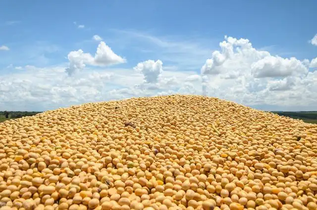 强化粮食质量安全管理 守牢粮食安全“压舱石”