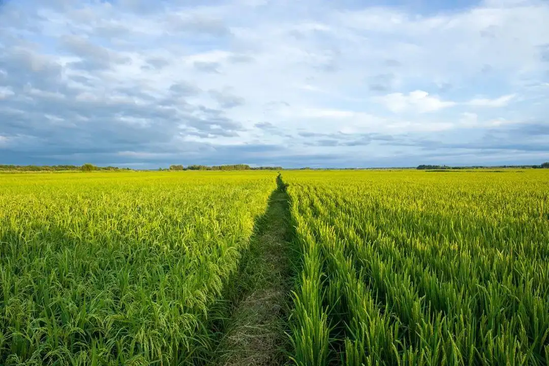 强化粮食质量安全管理 守牢粮食安全“压舱石”