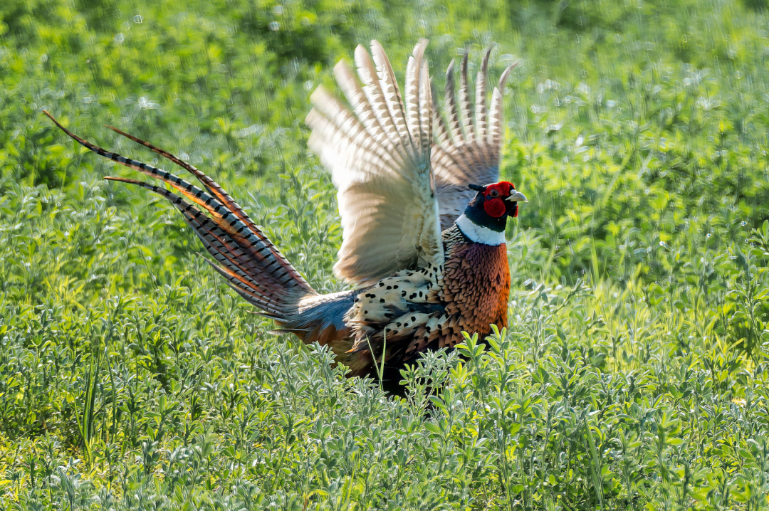 让一哈！鸟鸟鸟鸟鸟鸟鸟插图2