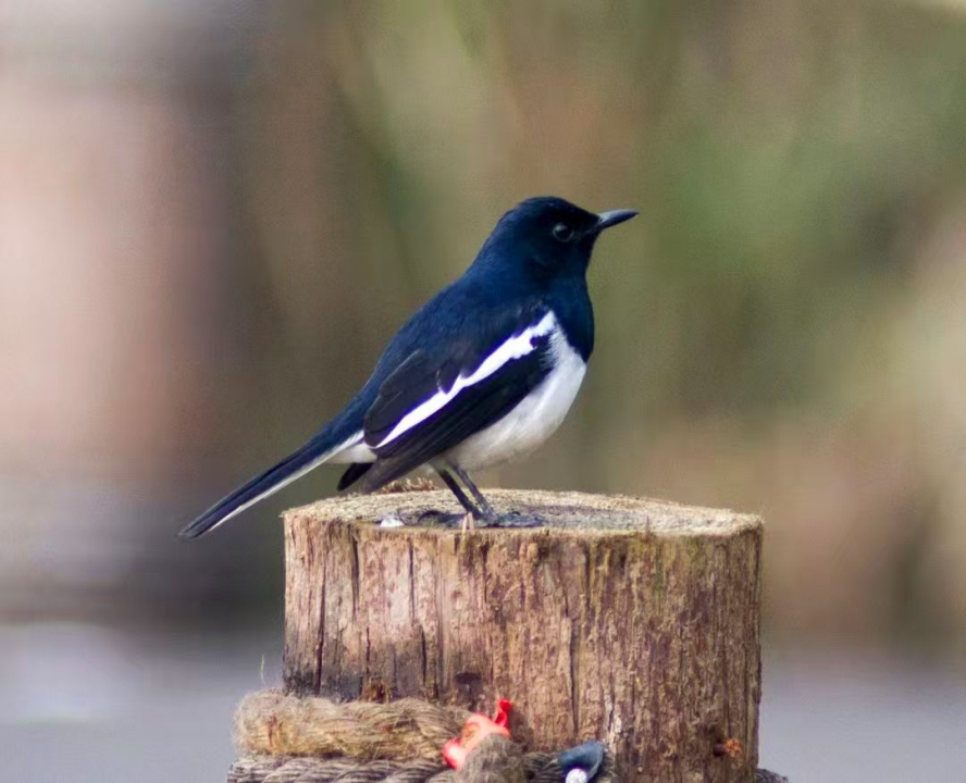 成都的“津”彩生活竟然是这样？！插图3