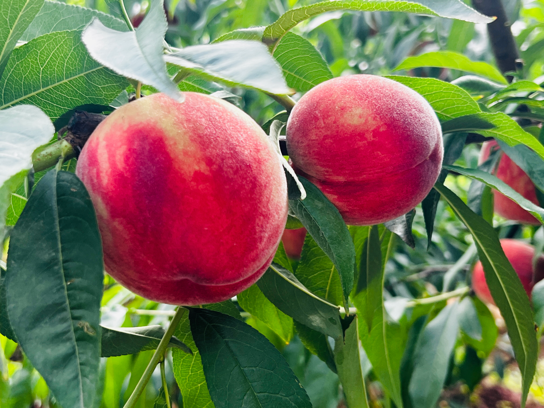 终于等到你！来晚了，但是minmin甜插图5