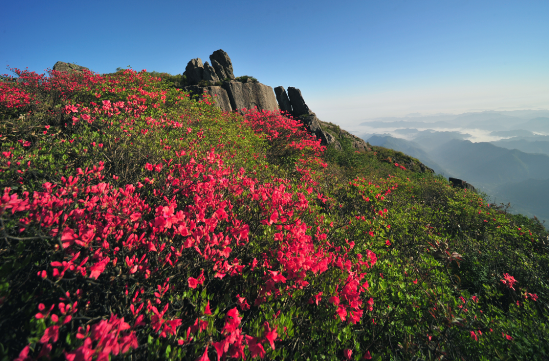 清涼峰保護區臨安指南紅葉小鎮蒼南筆架山景區富陽半山村桃花園神仙居