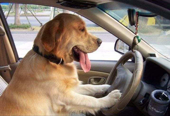 各位老司机注意了!开车不能吃雪糕,高速风景再好也不要停车观海