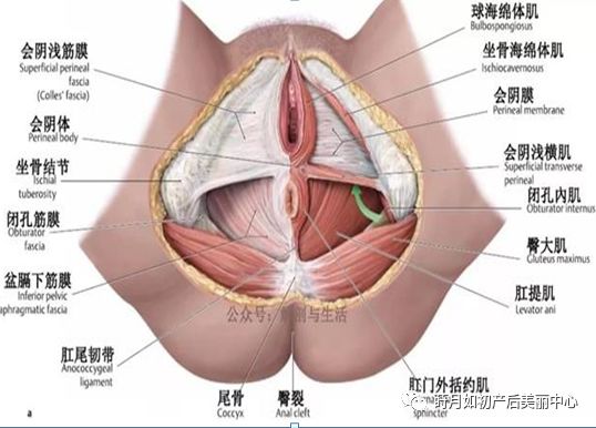 产后必修课 盆底肌修复 莳月如初产后美丽中心 微信公众号文章阅读 Wemp