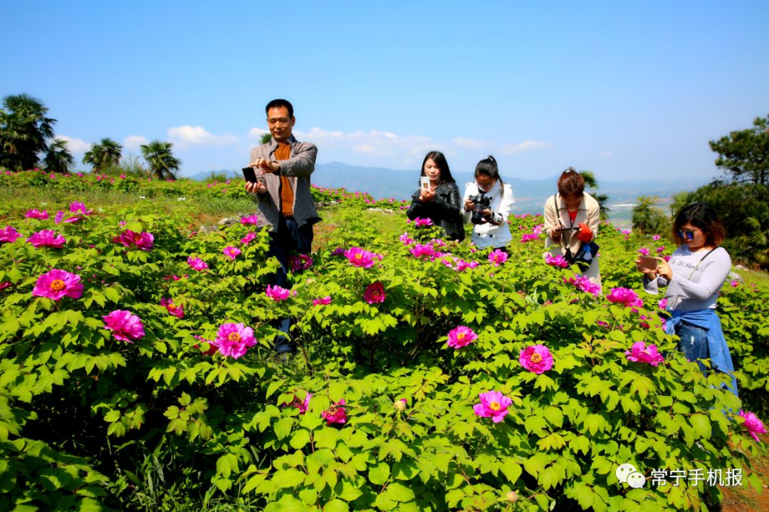 常宁西岭牡丹花地址图片