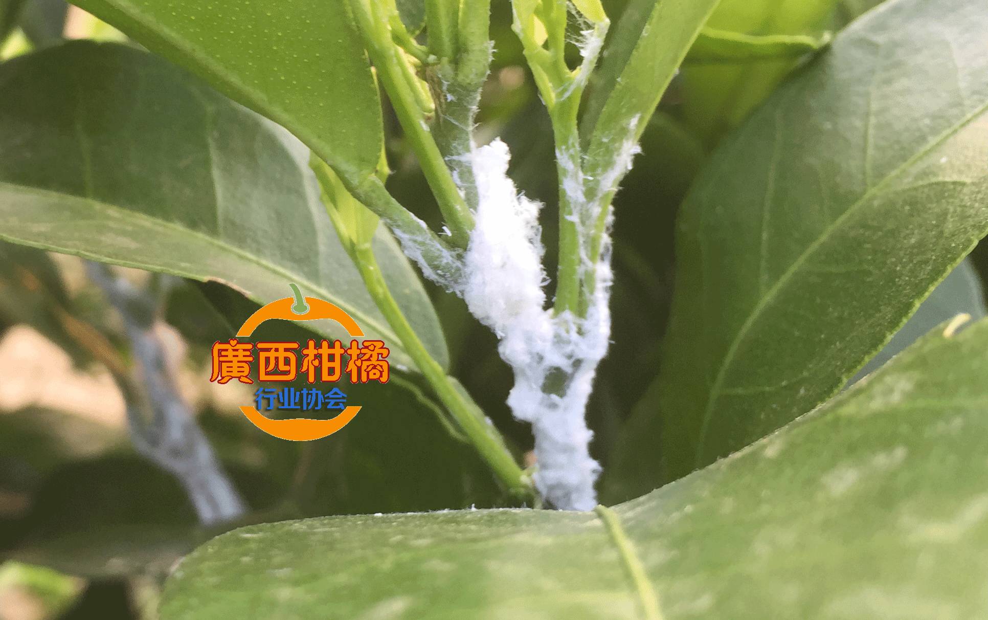 夏季注意防治柑橘蚧壳虫附高清图片和视频