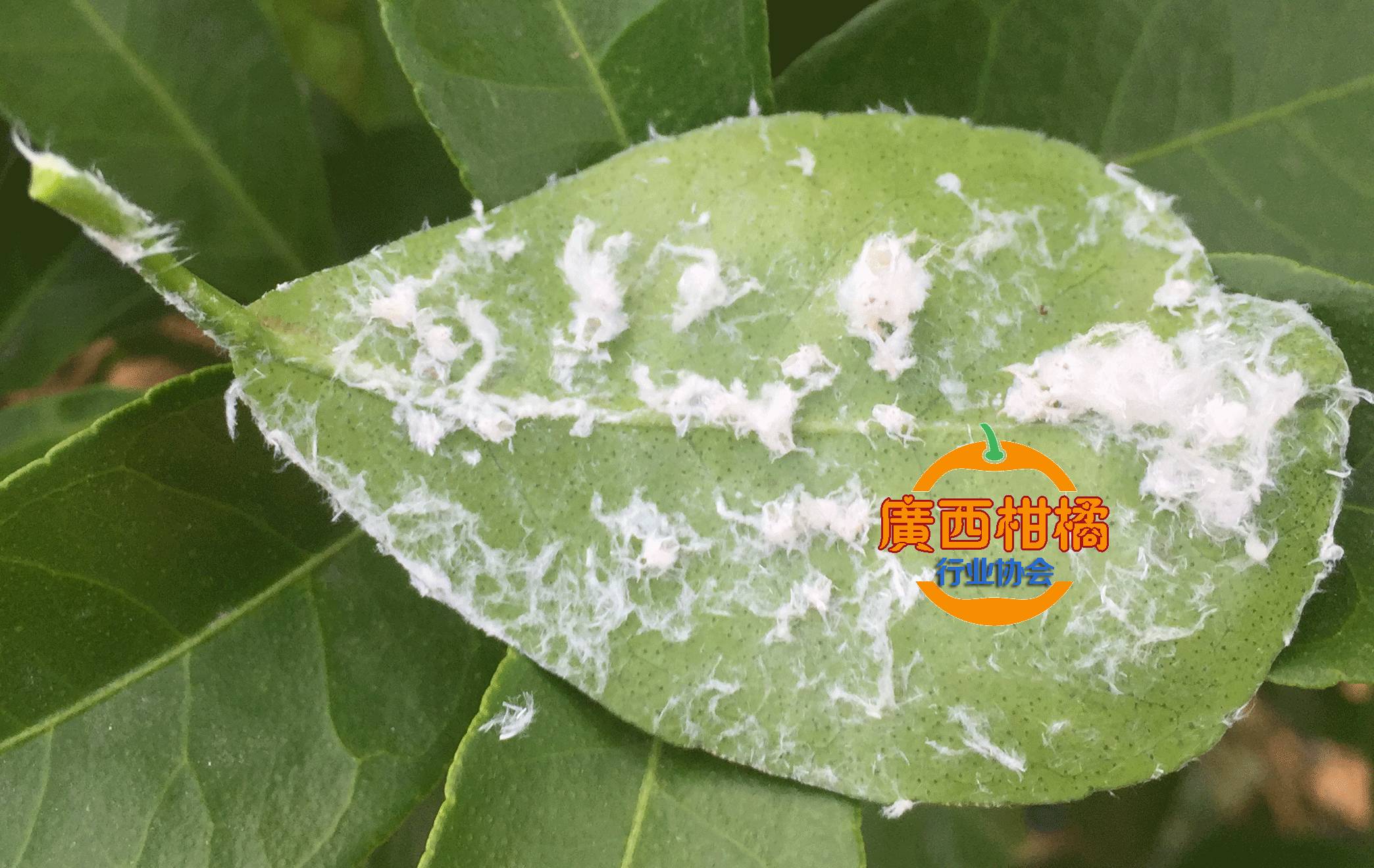 夏季注意防治柑橘蚧壳虫附高清图片和视频