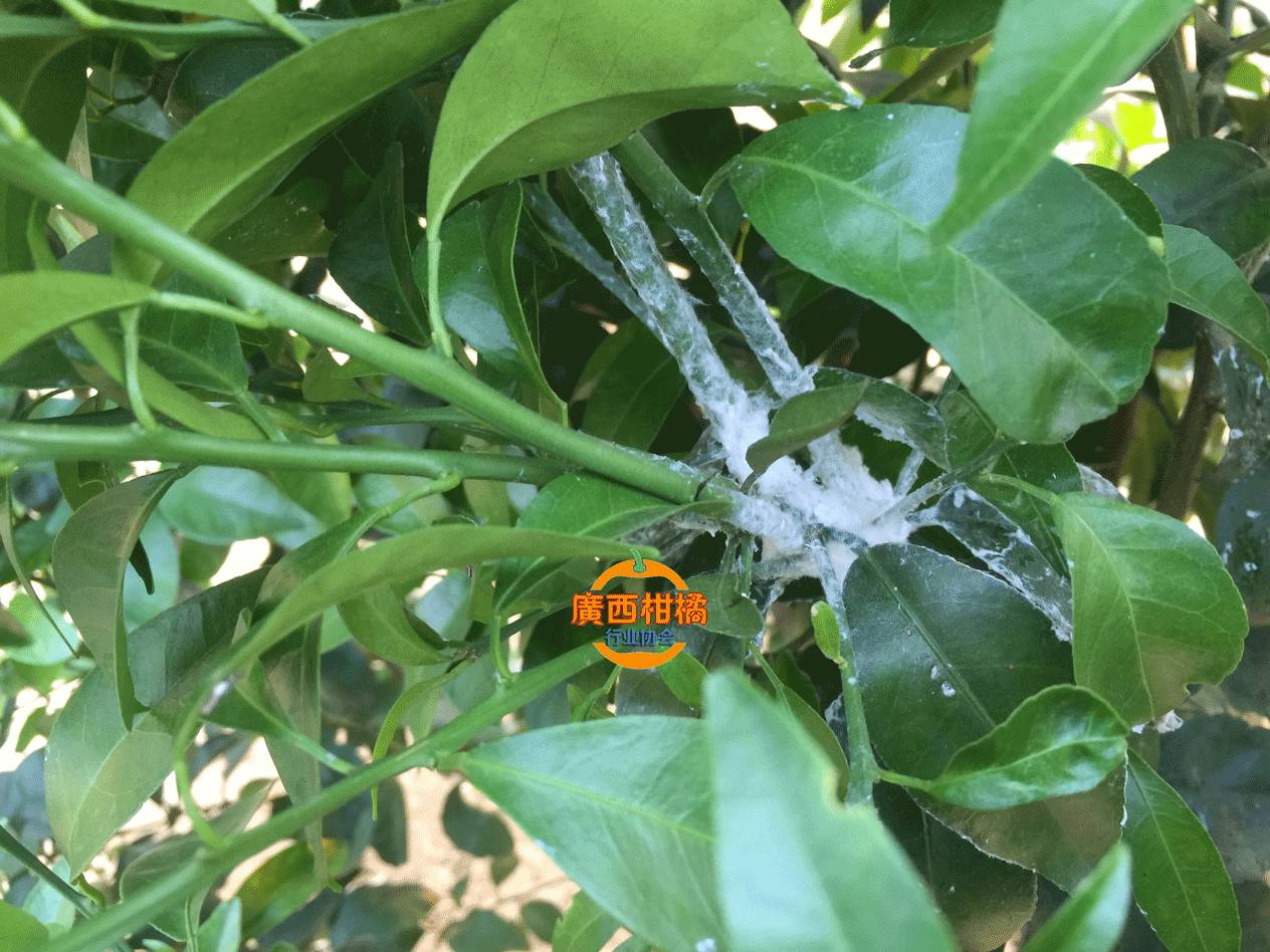 蜱ec(质量比1:1,3:7和7:3)混用可作为果园中防治堆蜡粉蚧的首选药剂