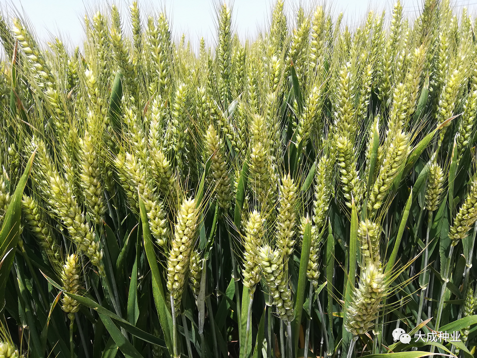 【小麦品种推荐】成麦608—抗病高产一枝花 - 河南大成种业有限公司