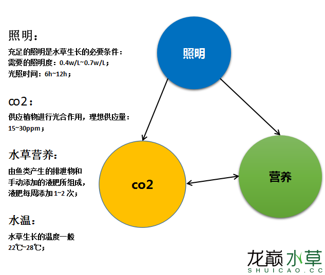 这么做可以彻底杜绝爆藻危机 龙巅水草 微信公众号文章阅读 Wemp