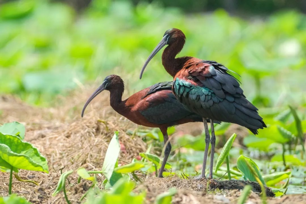 让我们进入邛崃"生物多样性的世界"
