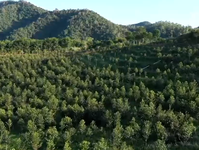 养牛视频致富经_致富经养牛视频_农业节目致富经养牛视频