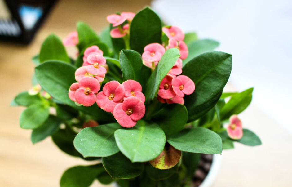 这三种花，浇水越勤，死得越快