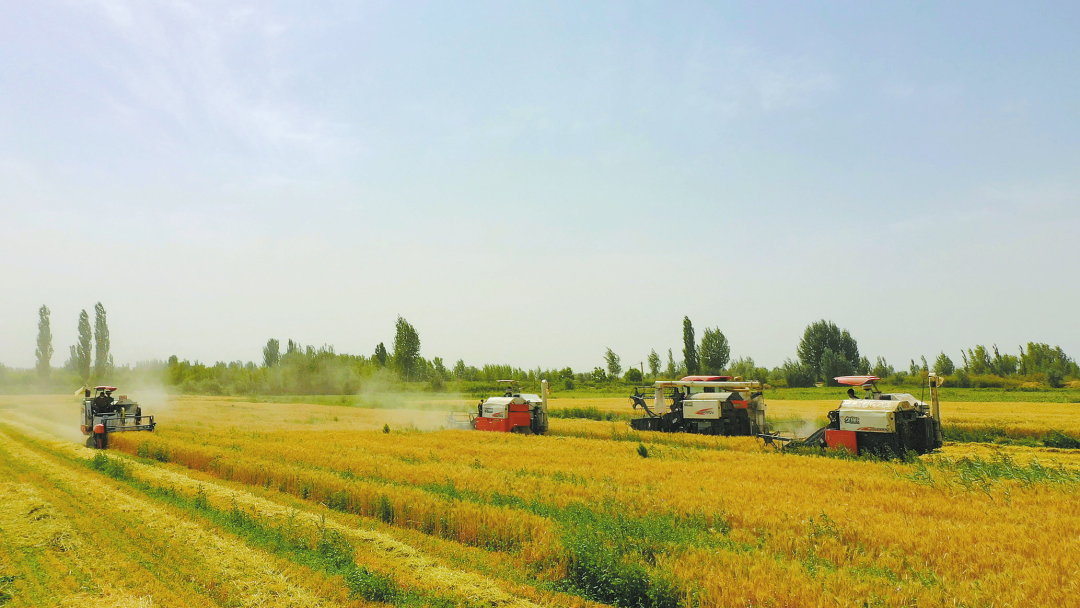 3 万亩小麦开镰收割-和田地区纪委监委网站