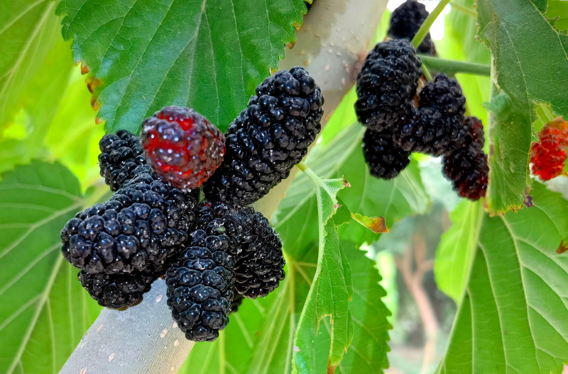 刘海雄 摄据了解,桑葚又叫桑果,桑枣,被称为"民间圣果",刚刚成熟的