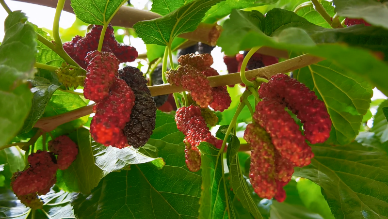 刘海雄 摄红紫相间的桑葚挂满枝头,散发着香甜诱人的气息.