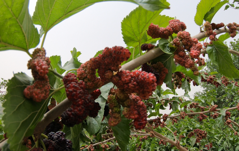 刘海雄 摄一串串红紫相间的桑葚挂满枝