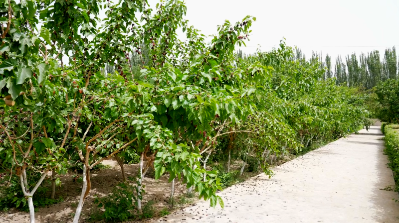 和田看变化|和田建成全疆最大的桑树种质资源圃​-和田地区纪委监委