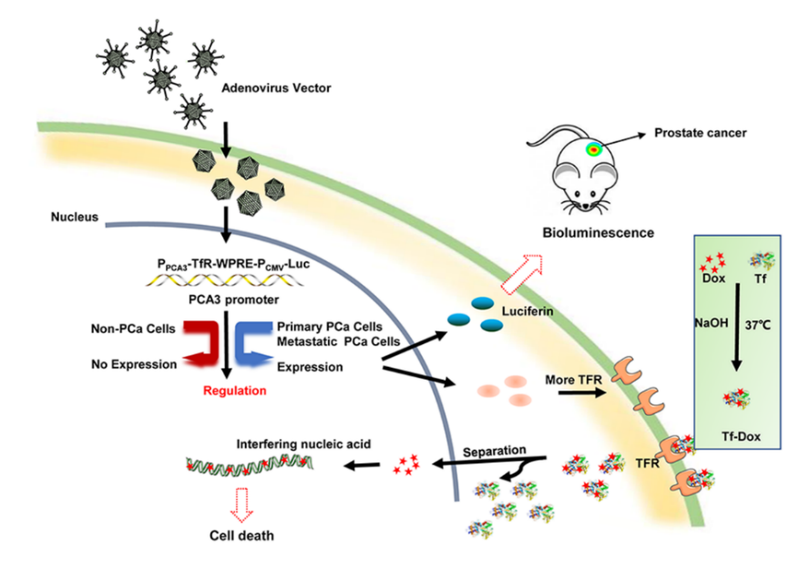 牛远杰、赵阳课题组Nano Letters发表基因探针增强转铁蛋白纳米药物靶向前列腺癌治疗策略的研究成果