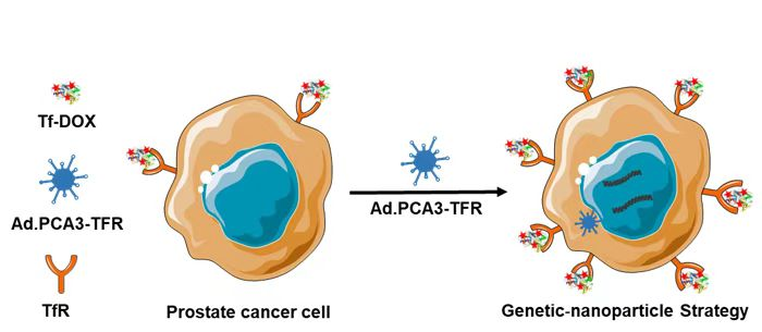 牛远杰、赵阳课题组Nano Letters发表基因探针增强转铁蛋白纳米药物靶向前列腺癌治疗策略的研究成果