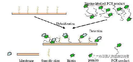 hpvdna分型分为什么型医疗技术｜人乳头瘤病毒（HPV）分型检测_https://www.jmylbn.com_新闻资讯_第3张