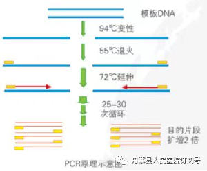hpvdna分型分为什么型医疗技术｜人乳头瘤病毒（HPV）分型检测_https://www.jmylbn.com_新闻资讯_第2张