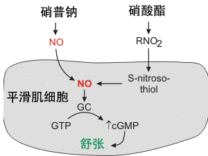 硝普钠化学名为亚硝基铁氰化钠二水合物,是一种无机盐,入血后可直接