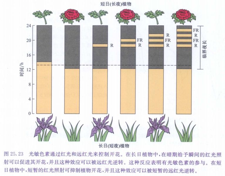 生科学与艺 秋樱的秘密 开花的生物调控 生科快讯 微信公众号文章阅读 Wemp