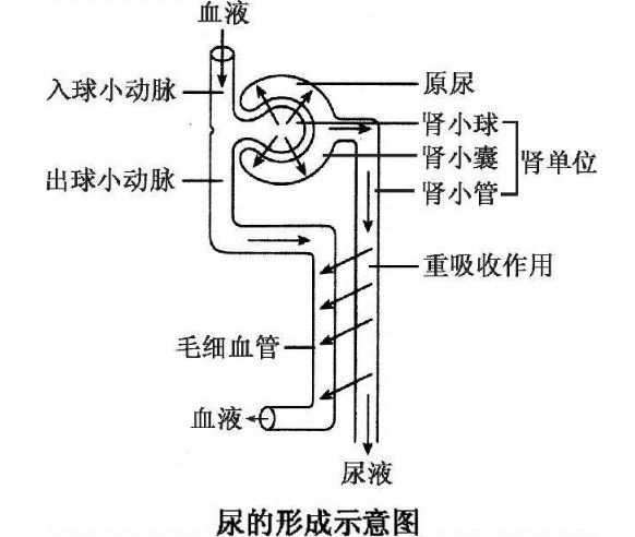 排尿过程生理图片