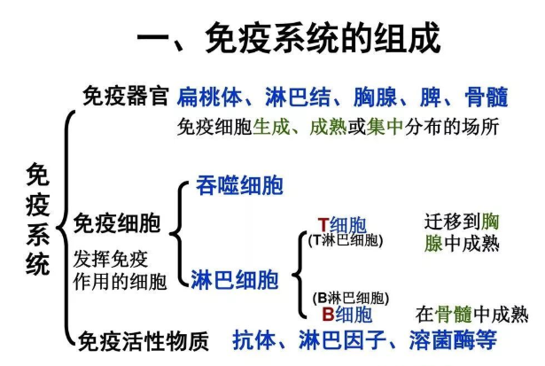 日本女星岡江久美子去世,新冠肺炎與乳癌雙重夾擊,打好免疫力這張「王牌」 健康 第6張-尋夢健康 日本女星岡江久美子去世,新冠肺炎與乳癌雙重夾擊,打好免疫力這張「王牌」 健康 第6張