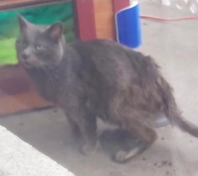 怀孕流浪猫临产前拼命爬9楼送二胎，网友：我就是传说中的接盘侠？！